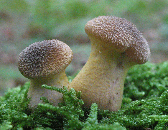 podpňovka žltá Armillaria gallica Marxm. & Romagn.