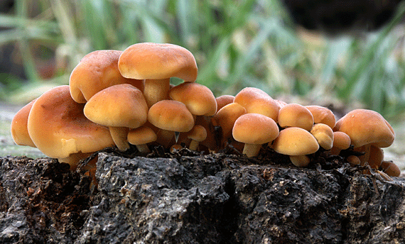 plamienka zimná Flammulina velutipes (Curtis) Singer