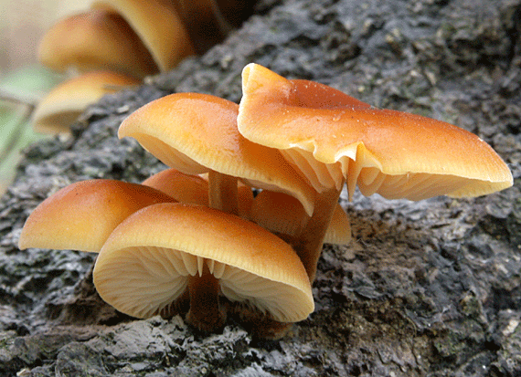 plamienlka zimná Flammulina velutipes (Curtis) Singer