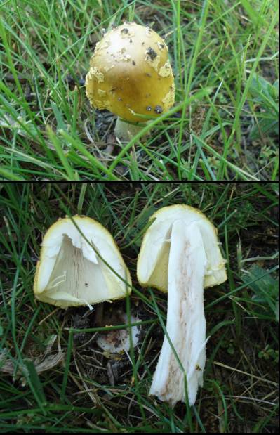 muchotrávka Amanita sp.