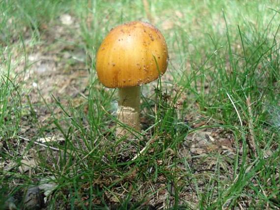 muchotrávka oranžová Amanita crocea (Quél.) Singer