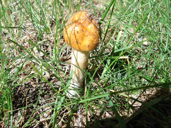 muchotrávka oranžová Amanita crocea (Quél.) Singer