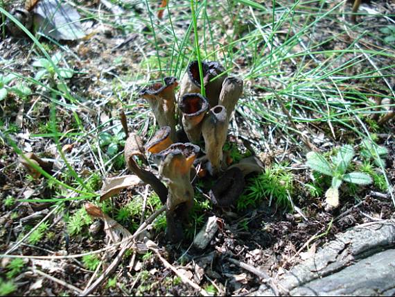 lievik trúbkovitý Craterellus cornucopioides (L.) Pers.