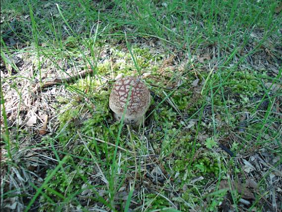 muchotravka Amanita flavoconia