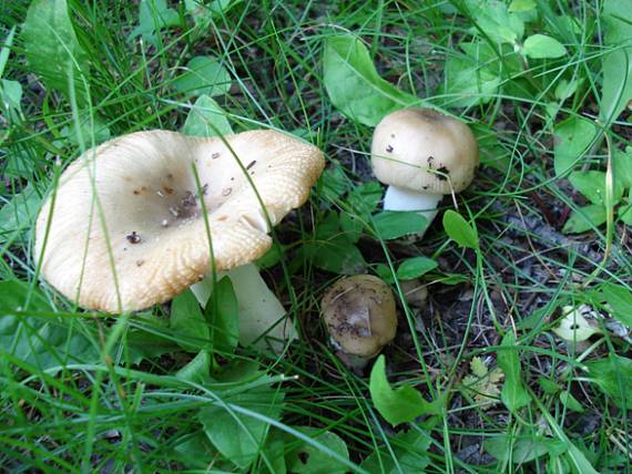 plávka smradľavá Russula foetens Pers.