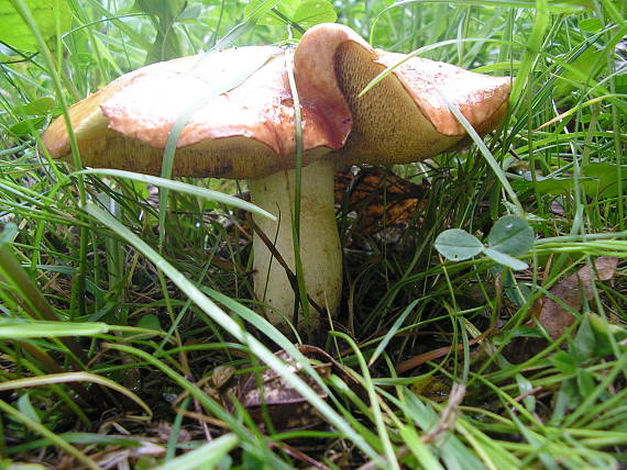 masliak zrnitý Suillus granulatus (L.) Roussel