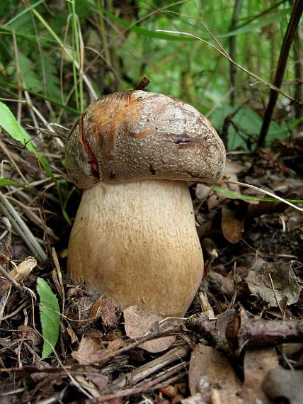 hřib bronzový Boletus aereus Bull. ex Fr.