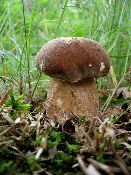 hřib dubový Boletus reticulatus Schaeff.