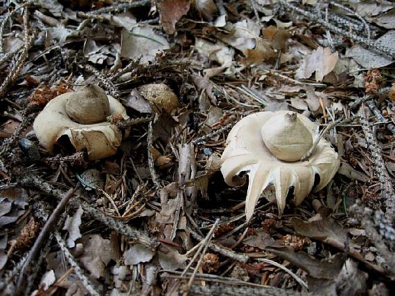 hvězdovka brvitá Geastrum fimbriatum Fr.