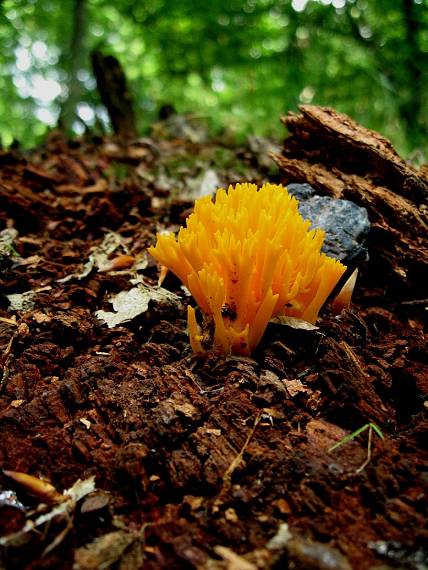 krásnorůžek lepkavý Calocera viscosa (Pers.) Fr.