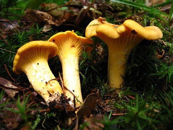 liška obecná Cantharellus cibarius Fr.