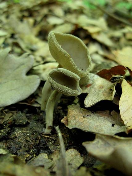 stopečka pýřitá Helvella macropus (Pers.) P. Karst.