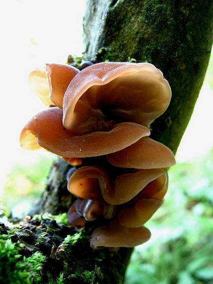 ucho jidášovo (Boltcovitka bezová) Auricularia auricula-judae (Bull.) Quél.