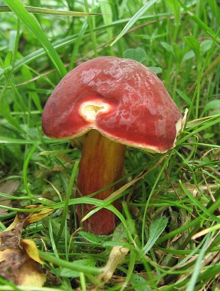 suchohríb karmínový Hortiboletus rubellus (Krombh.) Simonini, Vizzini & Gelardi