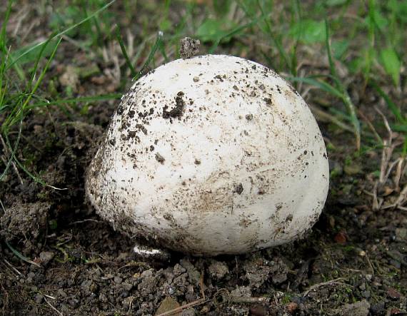 vatovec obrovský Calvatia gigantea (Batsch) Lloyd