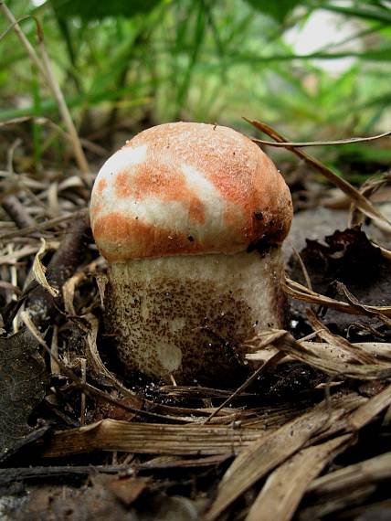 křemenáč dubový Leccinum aurantiacum (Bull.) Gray