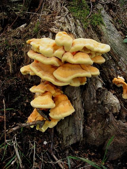 sírovec žlutooranžový Laetiporus sulphureus (Bull.) Murrill