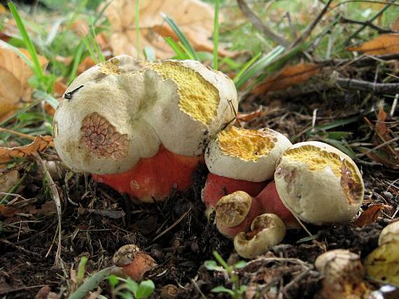 hřib satan Rubroboletus satanas f. satanas (Lenz) Kuan Zhao & Zhu L. Yang