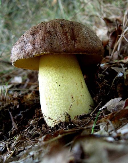 hríb príveskatý Butyriboletus appendiculatus (Schaeff. ex Fr.) Secr.