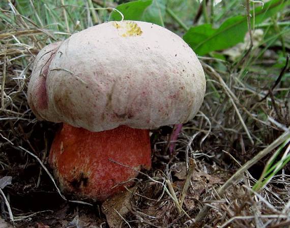 hřib Le Galové Rubroboletus legaliae (Pilát & Dermek) Della Maggiora & Trassin.