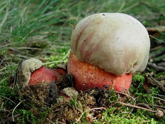 hríb Le Galovej Rubroboletus legaliae (Pilát & Dermek) Della Maggiora & Trassin.