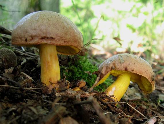 zlatohríb úhľadný Aureoboletus gentilis (Quél.) Pouzar