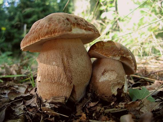 hríb dubový Boletus reticulatus Schaeff.