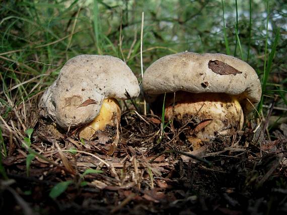 hríb horký Caloboletus radicans (Pers.) Vizzini