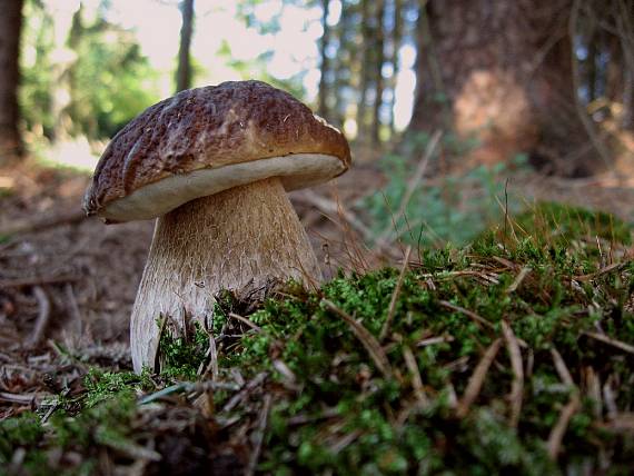 hríb smrekový Boletus edulis Bull.