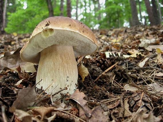 hřib smrkový Boletus edulis Bull.