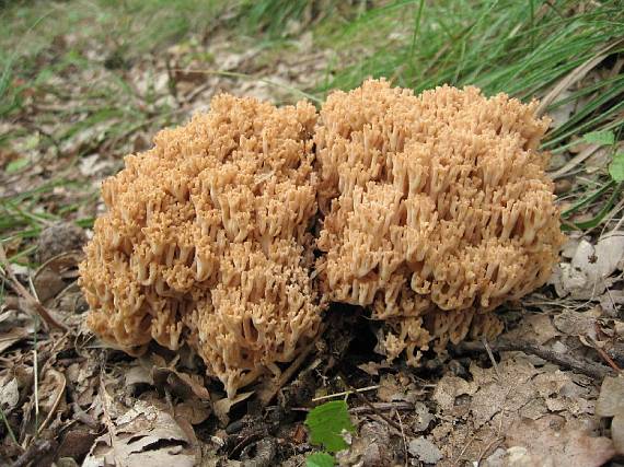 kuřátka květáková Ramaria botrytis (Pers.) Ricken