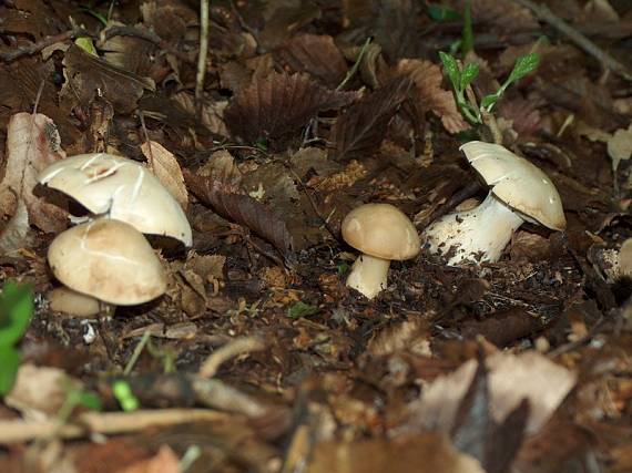 čírovnica májová Calocybe gambosa (Fr.) Donk