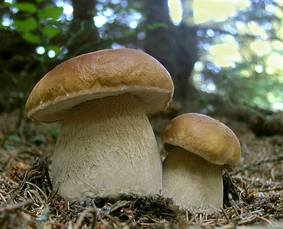 hríb smrekový Boletus edulis Bull.