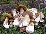 boletus edulis