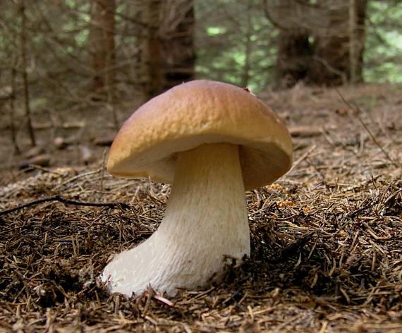 boletus edulis HrÃ­b smrekovÃ½