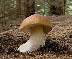 boletus edulis