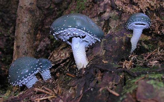 golierovka zelenomodrá Stropharia caerulea Kreisel