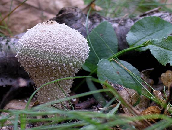 prašnica bradavičnatá Lycoperdon perlatum Pers.