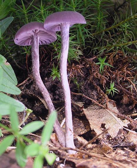 lakovka ametystová Laccaria amethystina (Huds.) Cooke