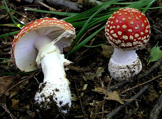 muchotrávka červená Amanita muscaria (L.) Lam.