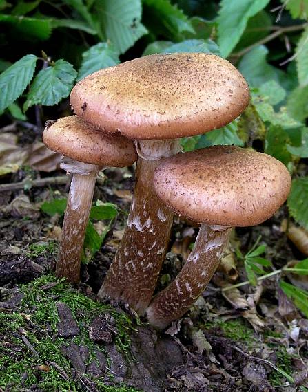 podpňovka Armillaria sp.