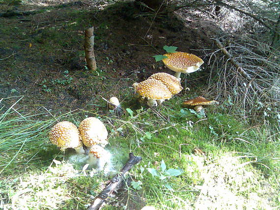 muchotrávka kráľovská Amanita regalis (Fr.) Michael