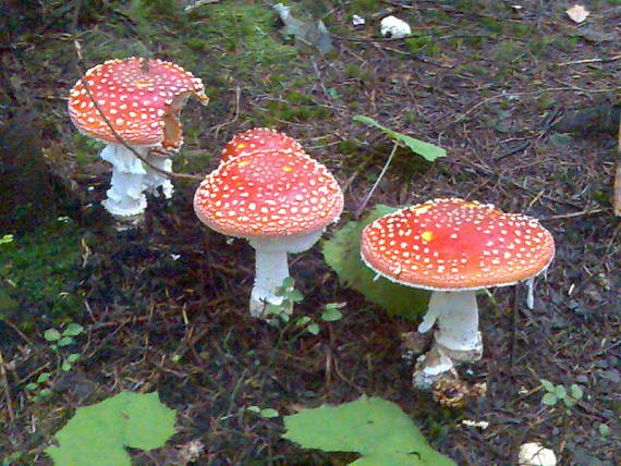 muchotrávka červená Amanita muscaria (L.) Lam.