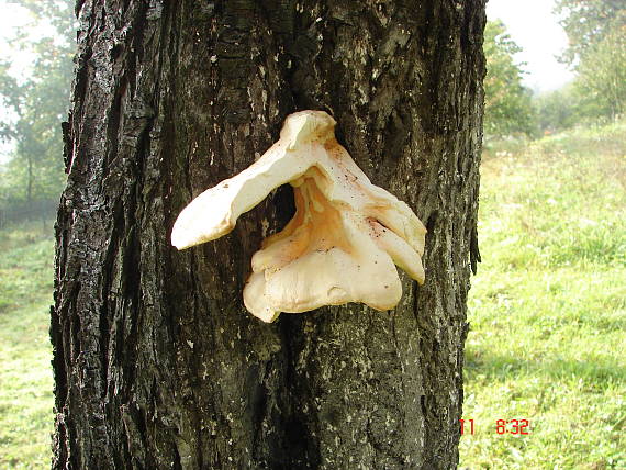 sírovec obyčajný Laetiporus sulphureus (Bull.) Murrill