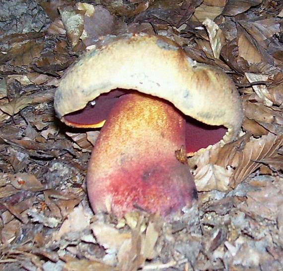 hríb Boletus sp.