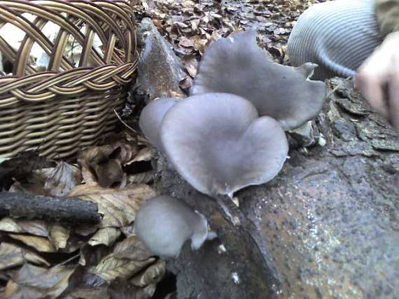 hliva ustricovitá Pleurotus ostreatus (Jacq.) P. Kumm.