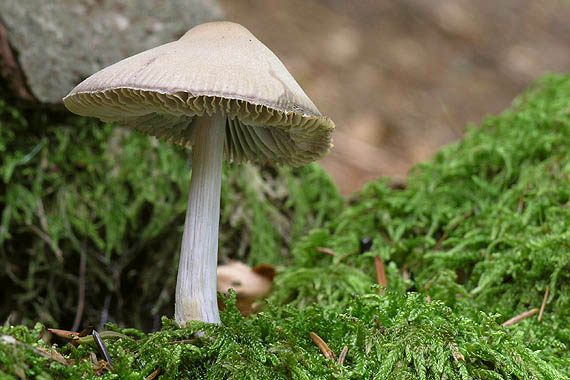 prilbička Mycena sp.