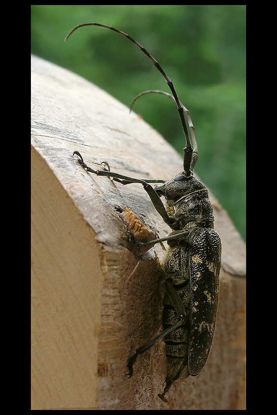 vrzúnik pralesový Monochamus sartor