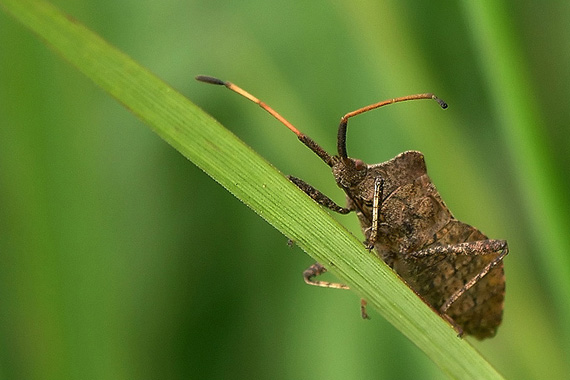 obrúbnica štiavová Coreus marginatus