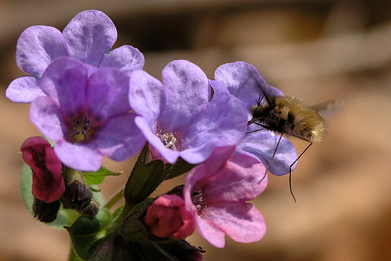 chlpačka veľká Bombylius major